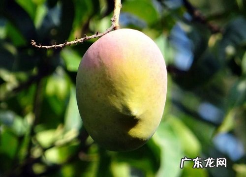 芒果怕冷还是怕热