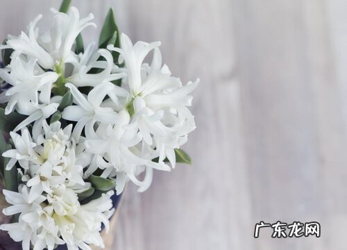 白风信子花语及代表意义