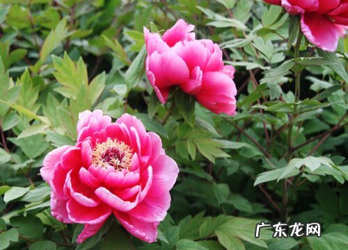 牡丹怎么繁殖方法和注意事项