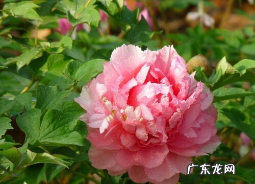 牡丹怎么繁殖方法和注意事项