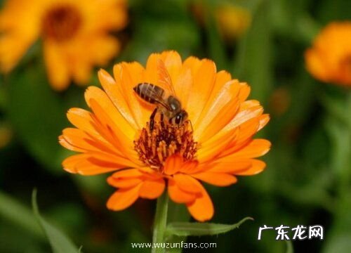 金盏花是什么颜色的