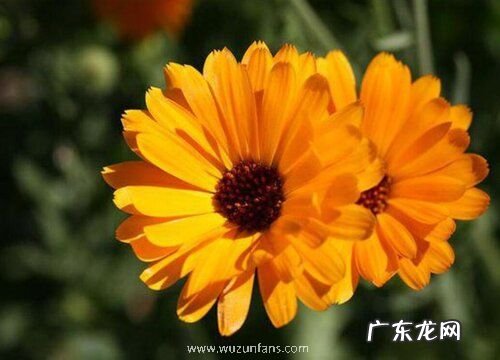 金盏花是什么颜色的