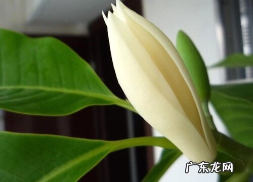 白兰花喜阴还是喜阳