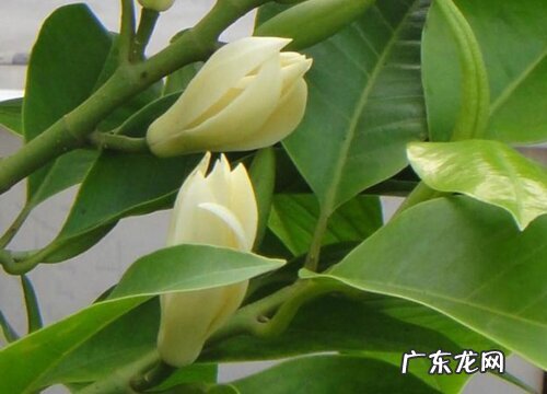 白兰花喜阴还是喜阳