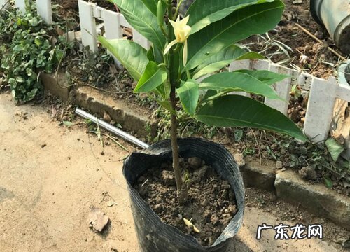 白兰花喜阴还是喜阳