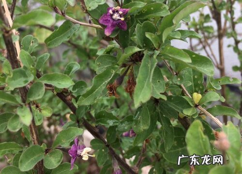 枸杞开花吗 开花什么样子