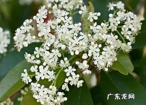 石楠花是什么颜色的