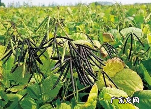 豆类植物有哪些