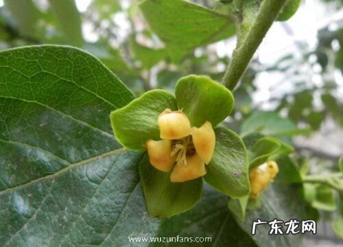 柿子树开花吗 开花什么样子