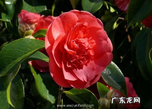 红山茶花花语及代表意义