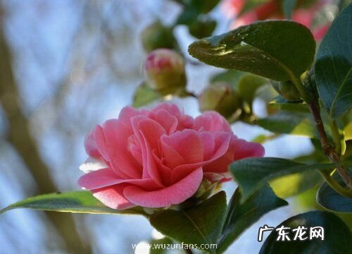 红山茶花花语及代表意义