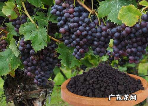 葡萄树多久浇一次水