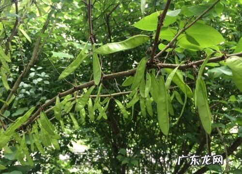 皂角树开花吗 开花什么样子