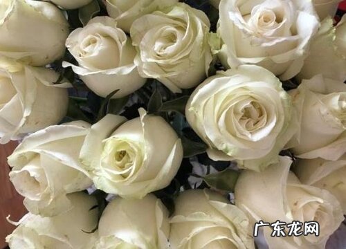 13朵玫瑰代表什么花语