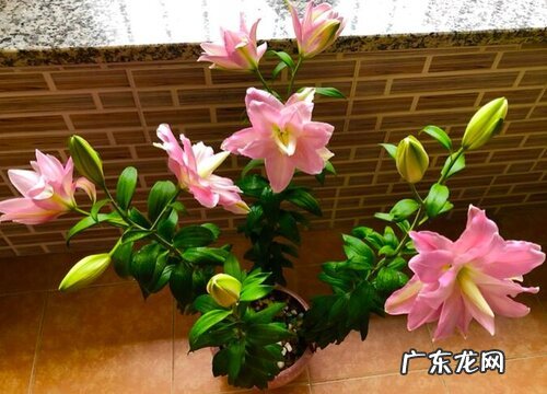 百合生长期多长时间