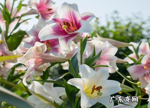 百合生长期多长时间