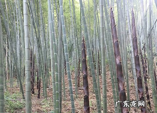 吃茎的植物有哪些