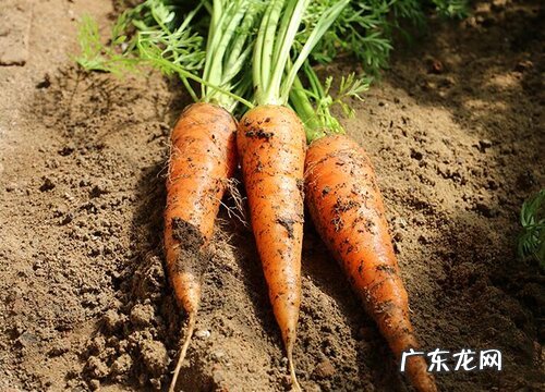 吃茎的植物有哪些