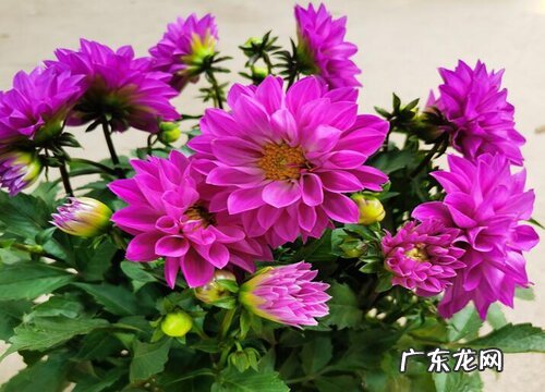 吃茎的植物有哪些