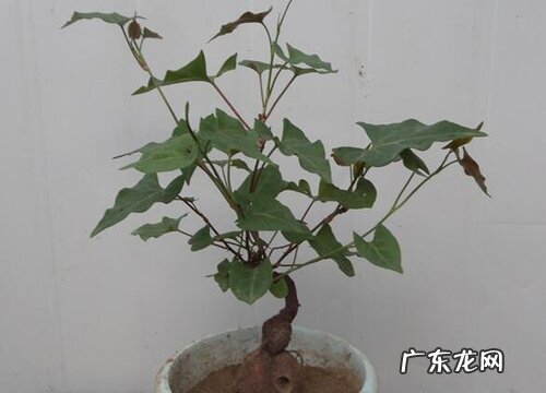 吃茎的植物有哪些