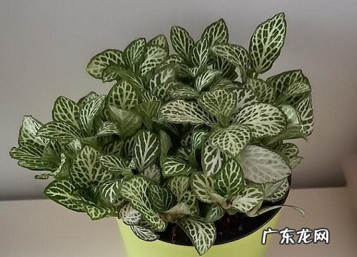 网纹草怎么浇水方法