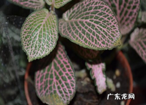 网纹草怎么浇水方法