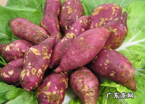 匍匐茎的植物有哪些