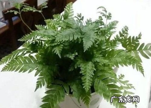 匍匐茎的植物有哪些