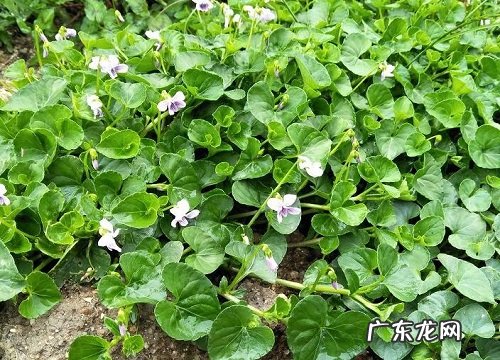 匍匐茎的植物有哪些