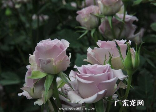 3朵玫瑰代表什么花语