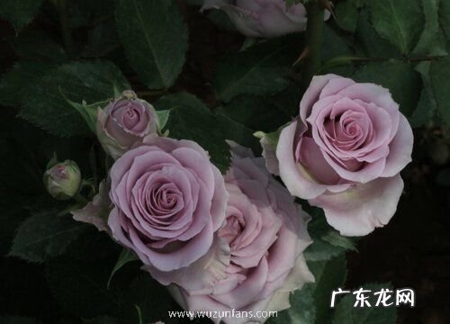 3朵玫瑰代表什么花语