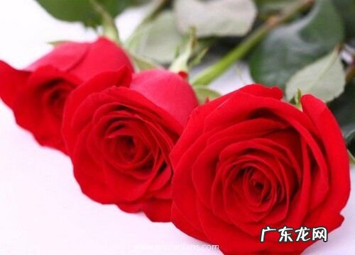 3朵玫瑰代表什么花语