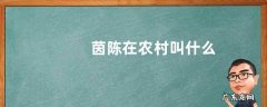 茵陈在农村叫什么