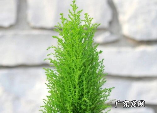 家里养香松风水好吗
