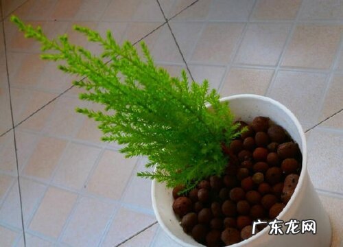 家里养香松风水好吗