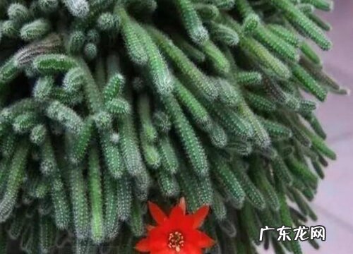 肉质植物有哪些