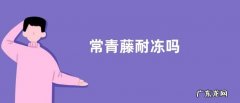常青藤耐冻吗