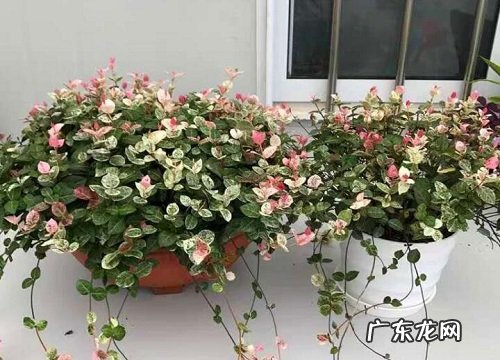 夹竹桃科植物有哪些