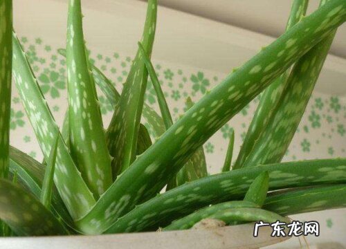 芦荟怎么换土换盆