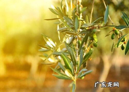 厦门有什么水果