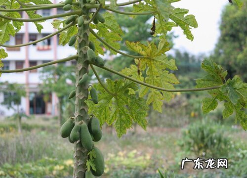 厦门有什么水果