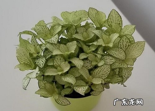 网纹草叶子卷曲原因与处理方法