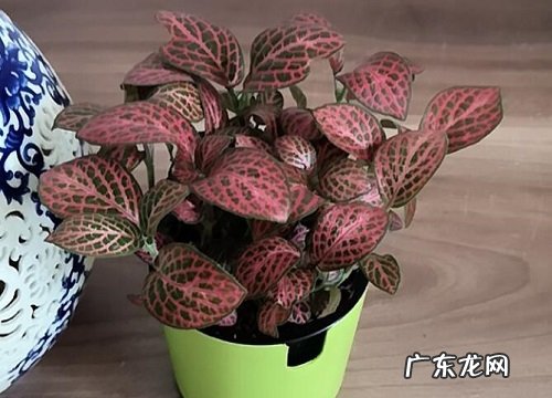 网纹草叶子卷曲原因与处理方法