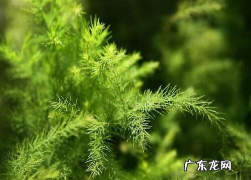 文竹开花预示着什么意思