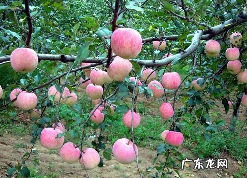 新疆有什么水果