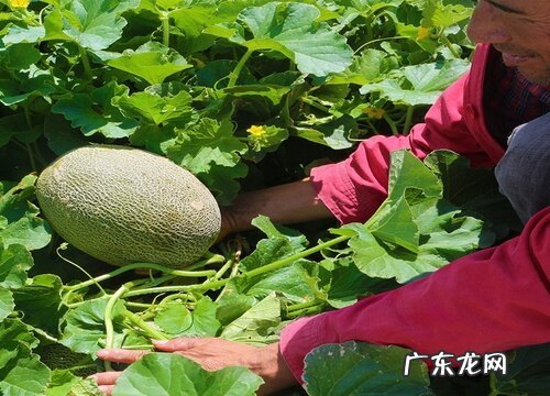 新疆有什么水果