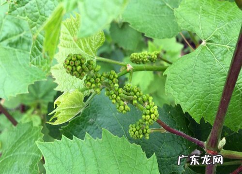 新疆有什么水果