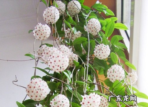 球兰开花预示着什么意思