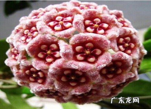 球兰开花预示着什么意思