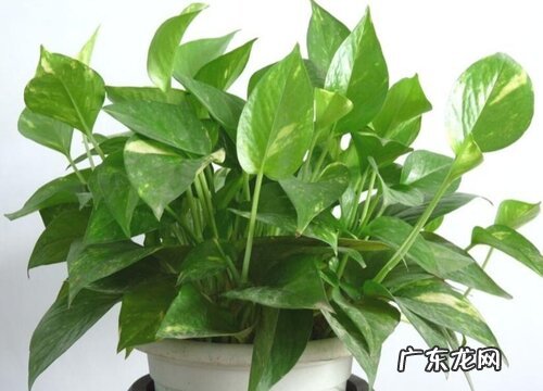 新房除甲醛的植物有哪些